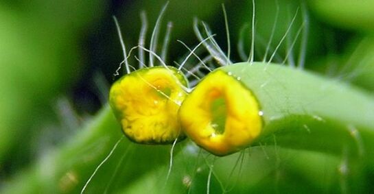 Chelidonium treatment of papilloma