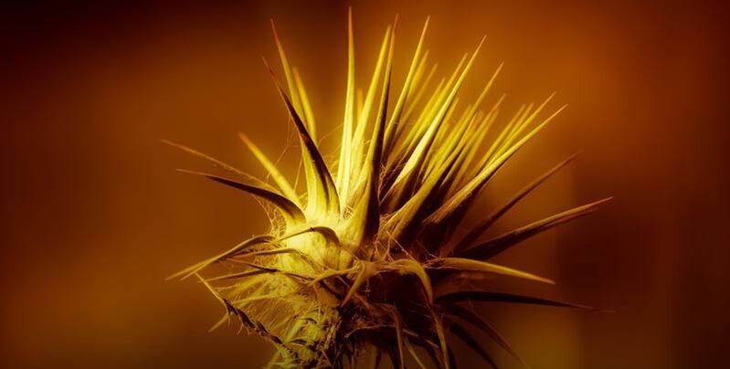 Thorn vs Thorn