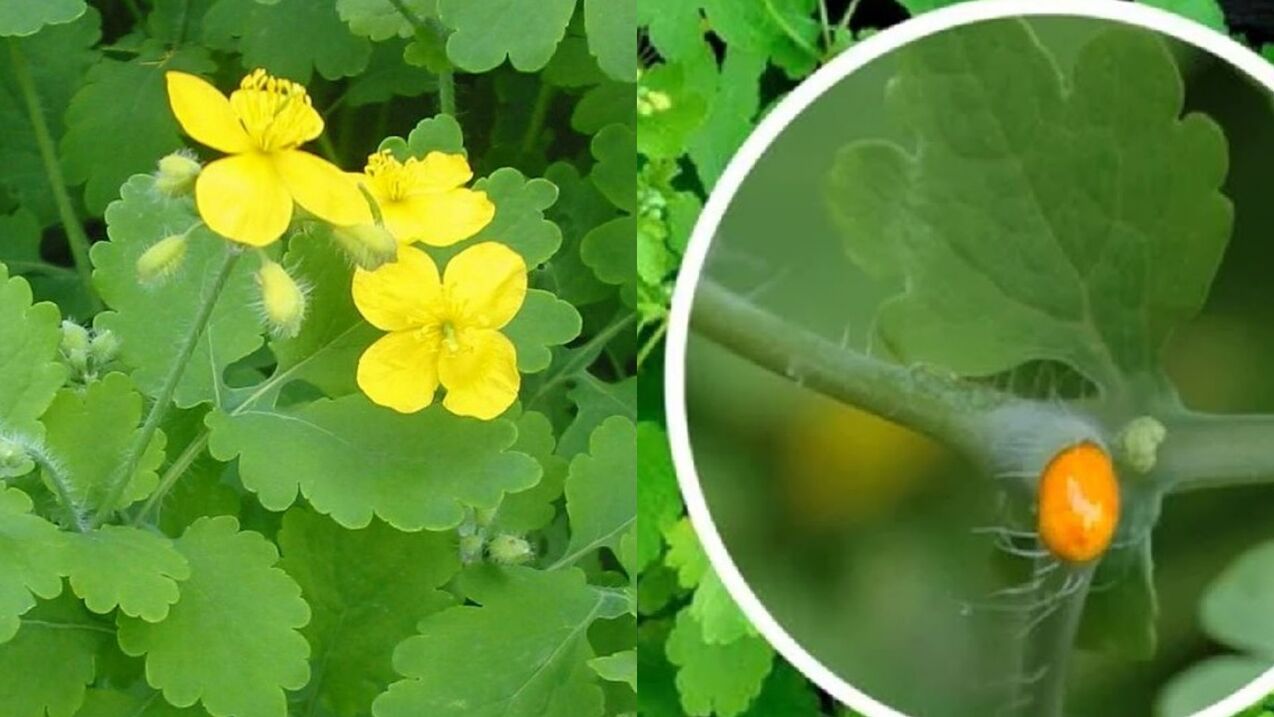 Chelidonium fights warts