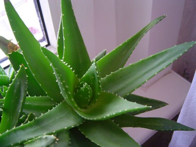 Aloe Vera and Kalanchoe Fight Warts