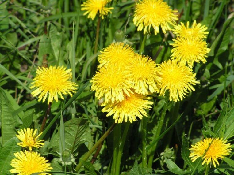 Dandelion fights warts